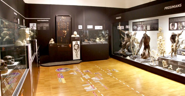 Museo di Trieste